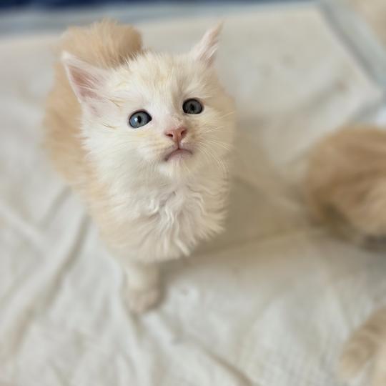 Berlioz Des Sept Phoenix Mâle Maine coon