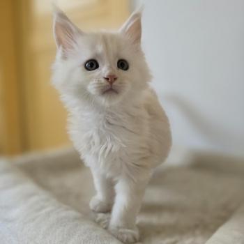 chaton Maine coon red silver blotched tabby Berlioz Chatterie des Sept Phoenix