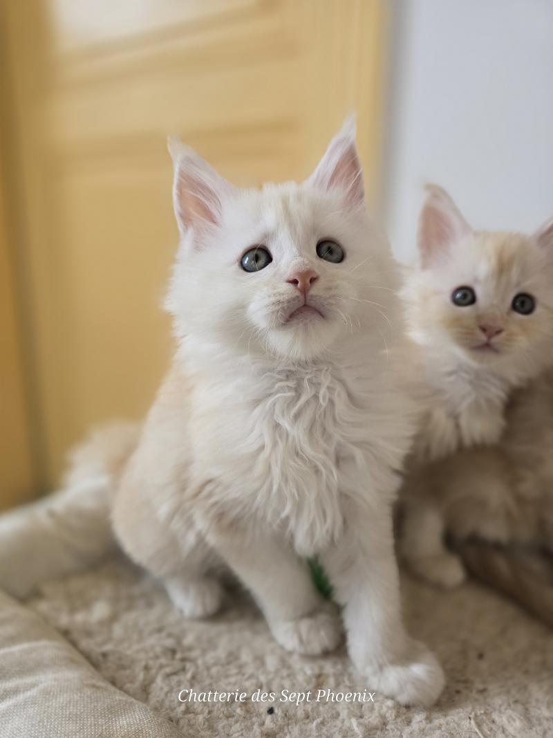 Berlioz Des Sept Phoenix Mâle Maine coon