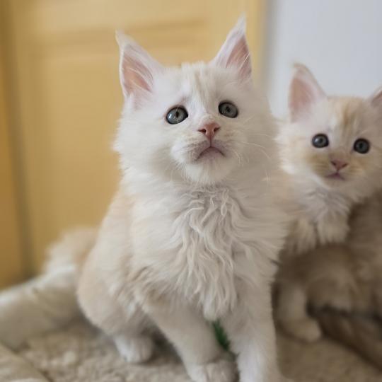 Berlioz Des Sept Phoenix Mâle Maine coon