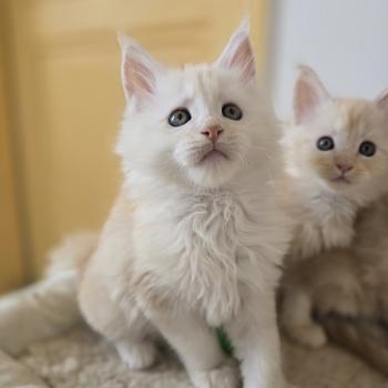 chaton Maine coon red silver blotched tabby Berlioz Chatterie des Sept Phoenix