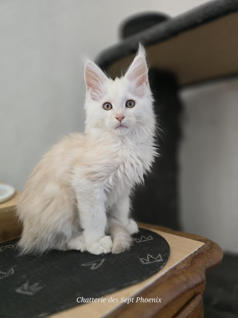 Berlioz Des Sept Phoenix Mâle Maine coon