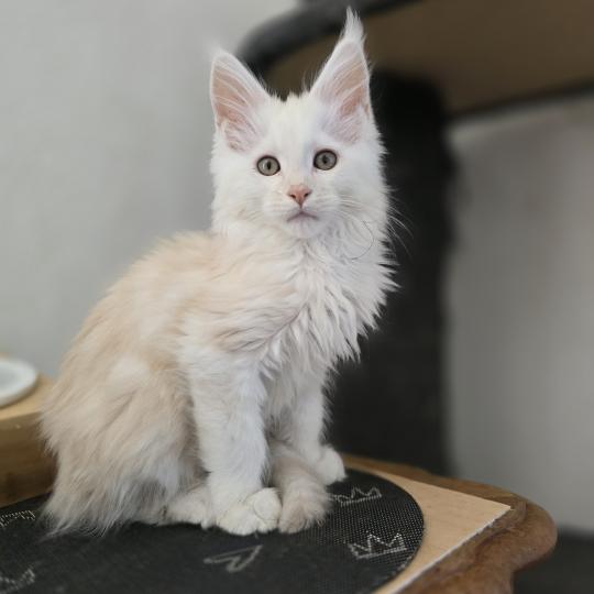 Berlioz Des Sept Phoenix Mâle Maine coon