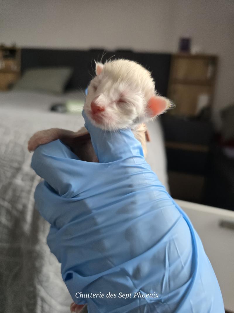 Béryl Des Sept Phoenix Femelle Maine coon