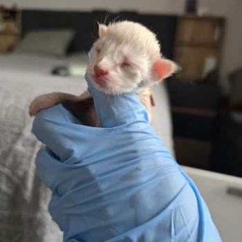 chaton Maine coon cream silver blotched tabby Béryl Chatterie des Sept Phoenix