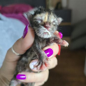 chaton Maine coon brown tortie tabby Béthune Chatterie des Sept Phoenix