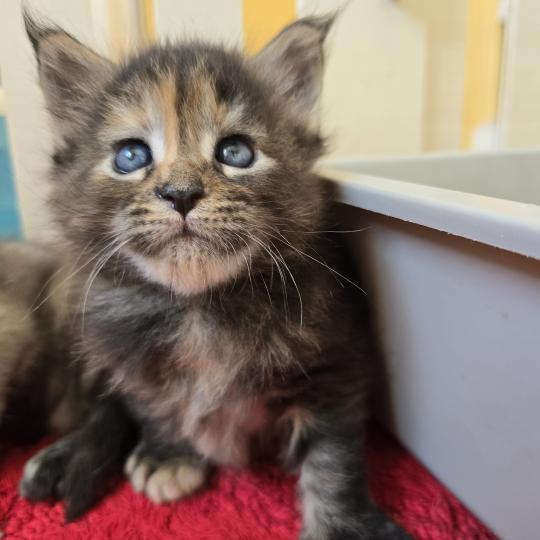 Brescia Des Sept Phoenix Femelle Maine coon
