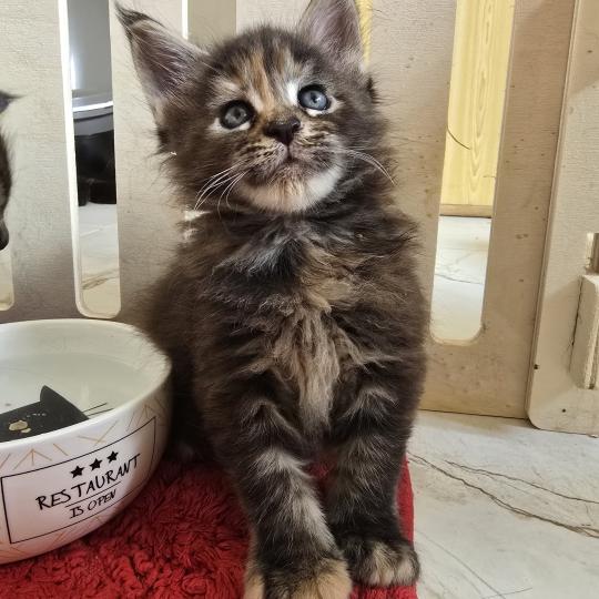 Brescia Des Sept Phoenix Femelle Maine coon