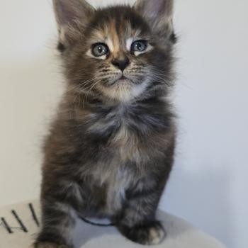 chaton Maine coon brown tortie blotched tabby Brescia Chatterie des Sept Phoenix