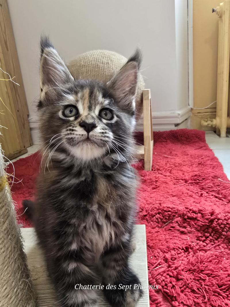 Brescia Des Sept Phoenix Femelle Maine coon