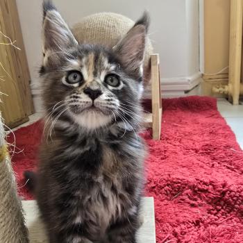 chaton Maine coon brown tortie blotched tabby Brescia Chatterie des Sept Phoenix