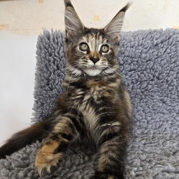 chaton Maine coon brown tortie mackerel tabby Brescia Chatterie des Sept Phoenix