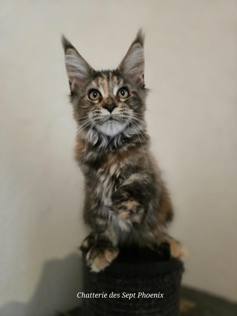 Brescia Des Sept Phoenix Femelle Maine coon