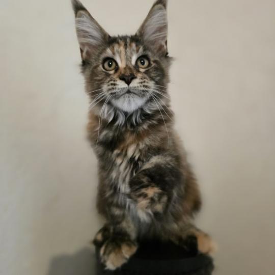 Brescia Des Sept Phoenix Femelle Maine coon