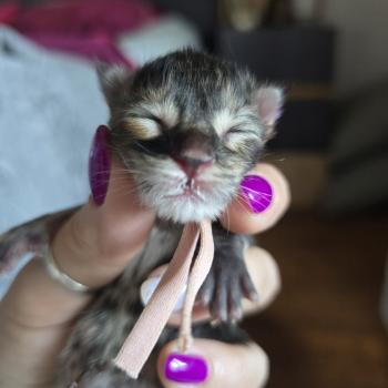 chaton Maine coon brown tortie tabby Beverly Chatterie des Sept Phoenix