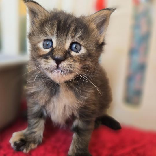 Beverly Des Sept Phoenix Femelle Maine coon