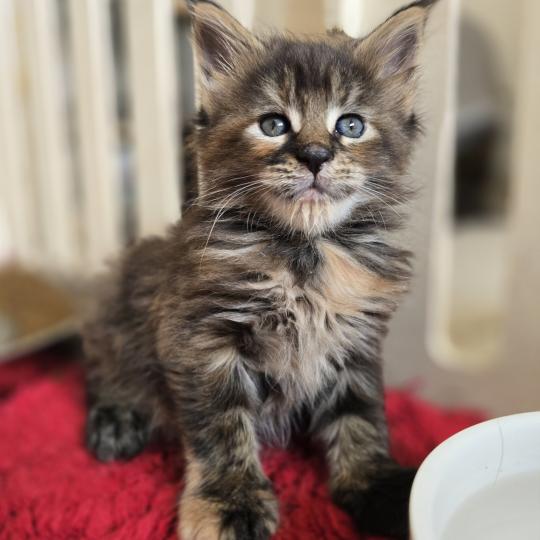 Beverly Des Sept Phoenix Femelle Maine coon