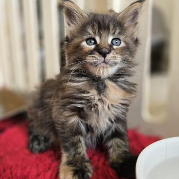 chaton Maine coon brown tortie mackerel tabby Beverly Chatterie des Sept Phoenix
