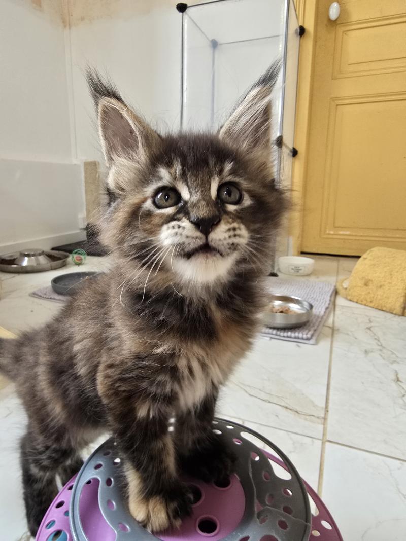 Beverly Des Sept Phoenix Femelle Maine coon