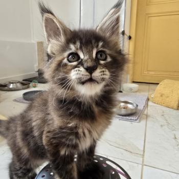 chaton Maine coon brown tortie mackerel tabby Beverly Chatterie des Sept Phoenix