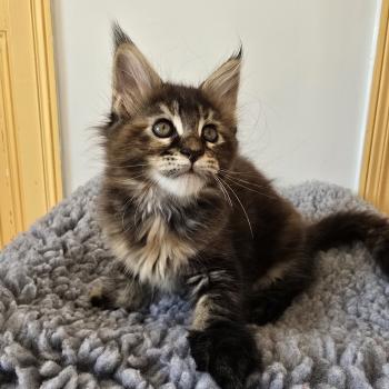 chaton Maine coon brown tortie mackerel tabby Beverly Chatterie des Sept Phoenix