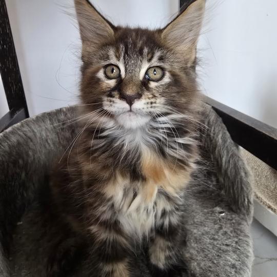 Beverly Des Sept Phoenix Femelle Maine coon