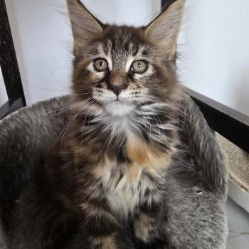 chaton Maine coon brown tortie mackerel tabby Beverly Chatterie des Sept Phoenix