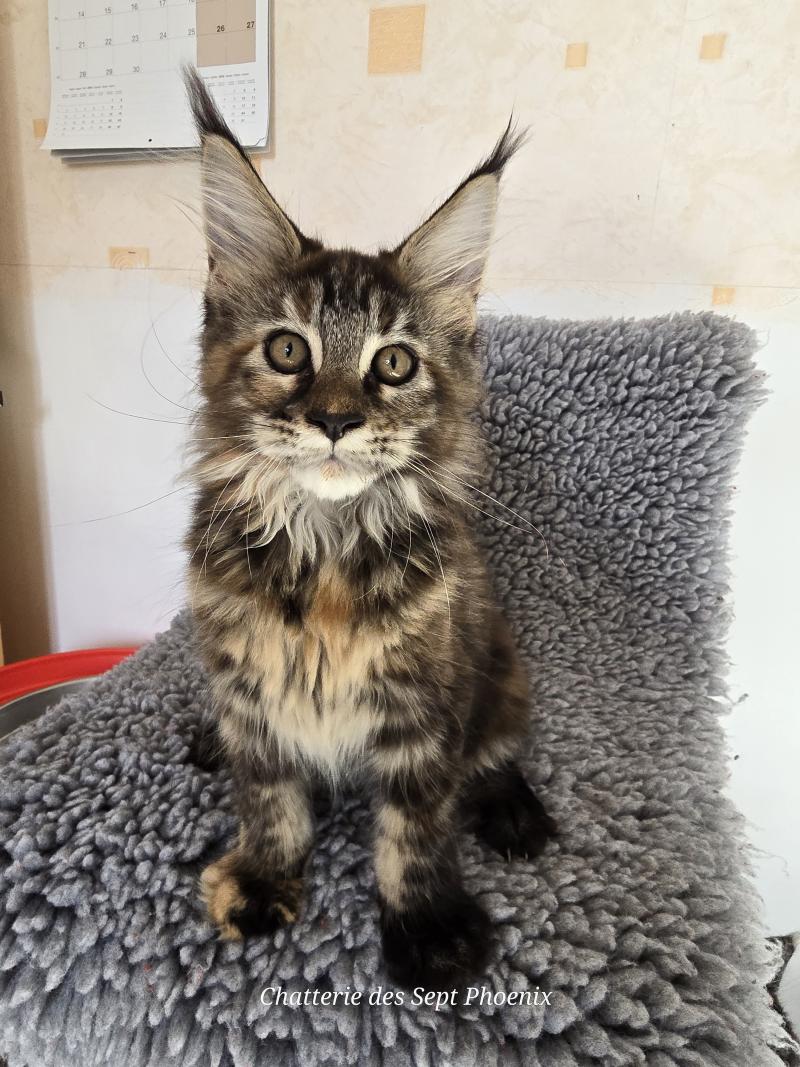 Beverly Des Sept Phoenix Femelle Maine coon
