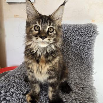 chaton Maine coon brown tortie mackerel tabby Beverly Chatterie des Sept Phoenix