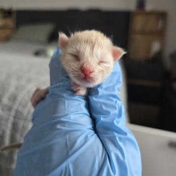 chaton Maine coon red silver blotched tabby Bianca Chatterie des Sept Phoenix