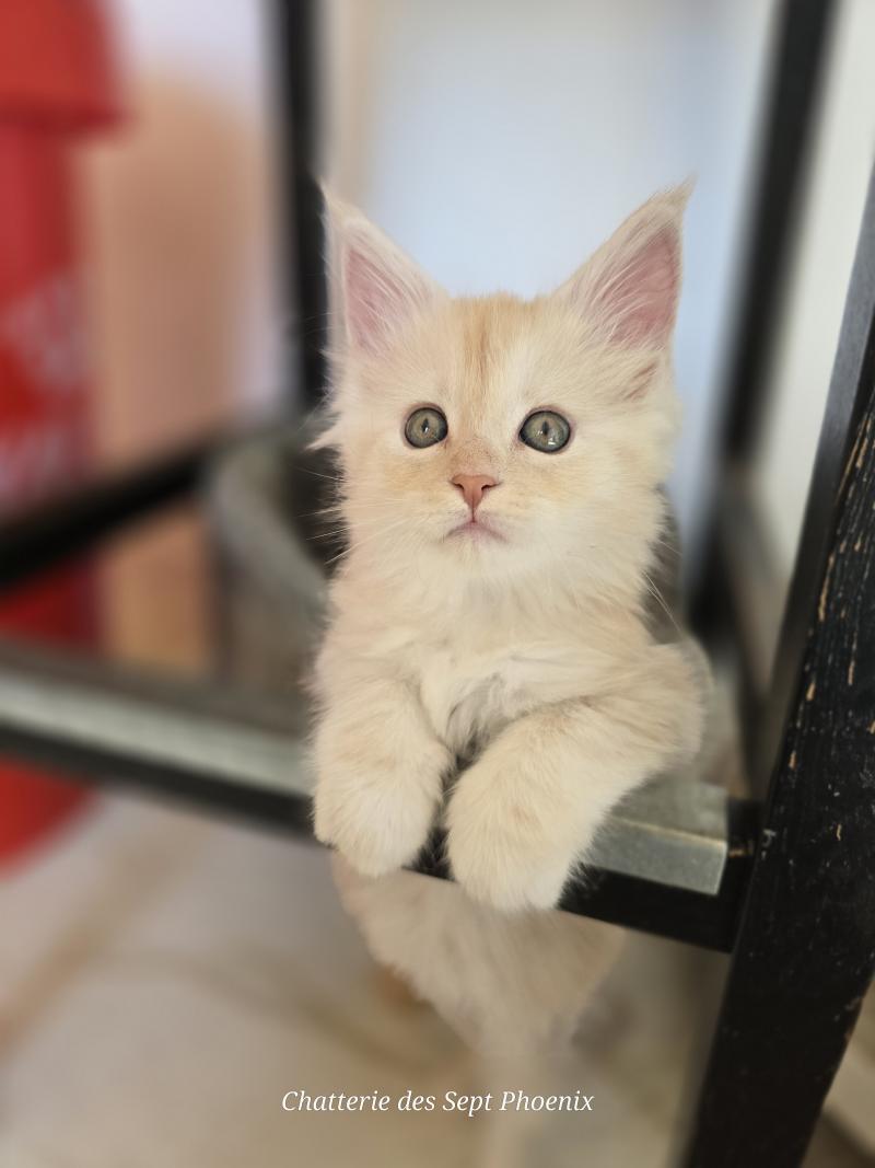 Bimbo Des Sept Phoenix Femelle Maine coon