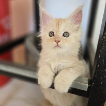 chaton Maine coon red silver blotched tabby Bimbo Chatterie des Sept Phoenix