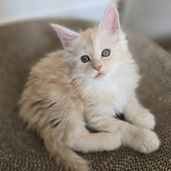 chaton Maine coon red silver blotched tabby Bimbo Chatterie des Sept Phoenix