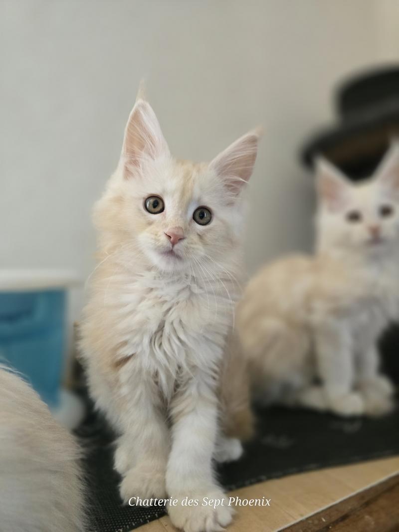 Bimbo Des Sept Phoenix Femelle Maine coon