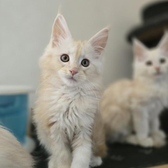 Bimbo Des Sept Phoenix Femelle Maine coon