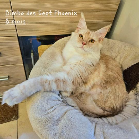 Bimbo Des Sept Phoenix Femelle Maine coon