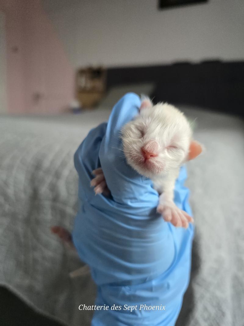 Bimbo Des Sept Phoenix Femelle Maine coon