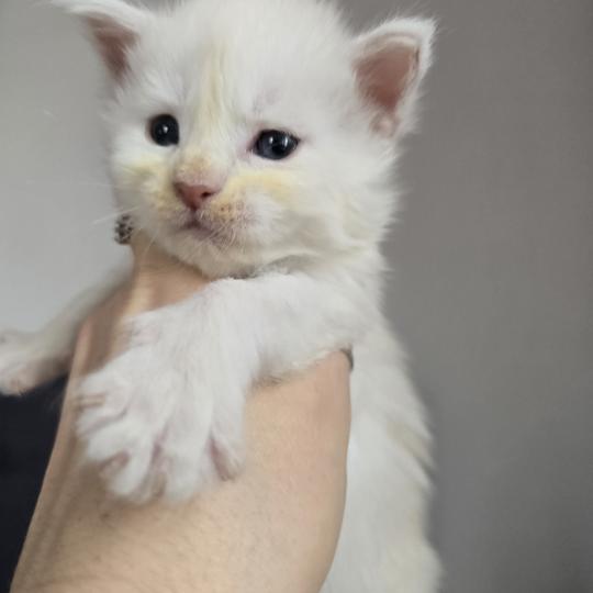 Bianca Des Sept Phoenix Femelle Maine coon