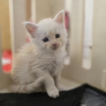 chaton Maine coon cream smoke Bianca Chatterie des Sept Phoenix