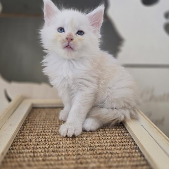 Bianca Des Sept Phoenix Femelle Maine coon