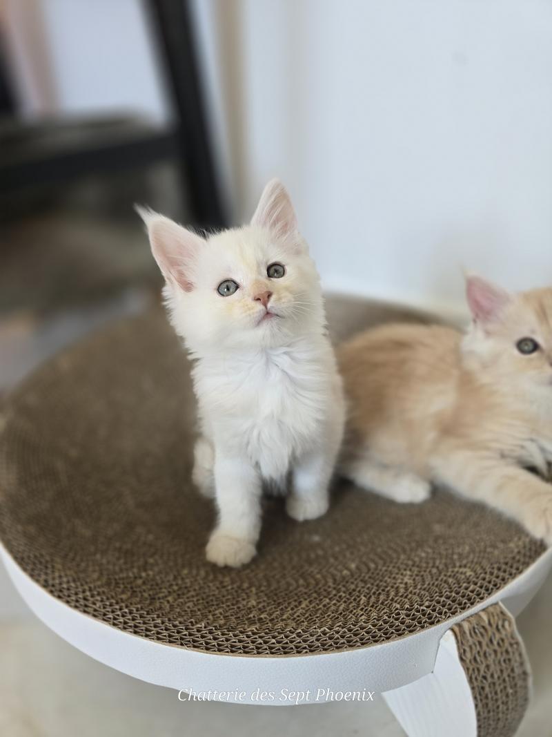 Bianca Des Sept Phoenix Femelle Maine coon