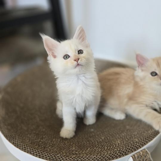 Bianca Des Sept Phoenix Femelle Maine coon