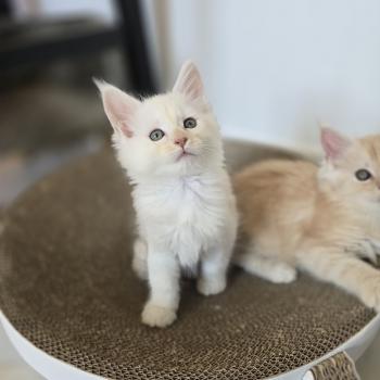 chaton Maine coon cream smoke Bianca Chatterie des Sept Phoenix