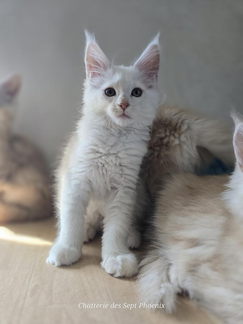 Bianca Des Sept Phoenix Femelle Maine coon