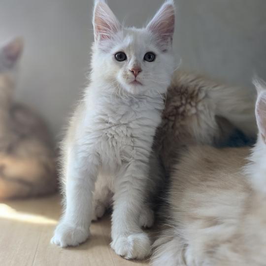 Bianca Des Sept Phoenix Femelle Maine coon