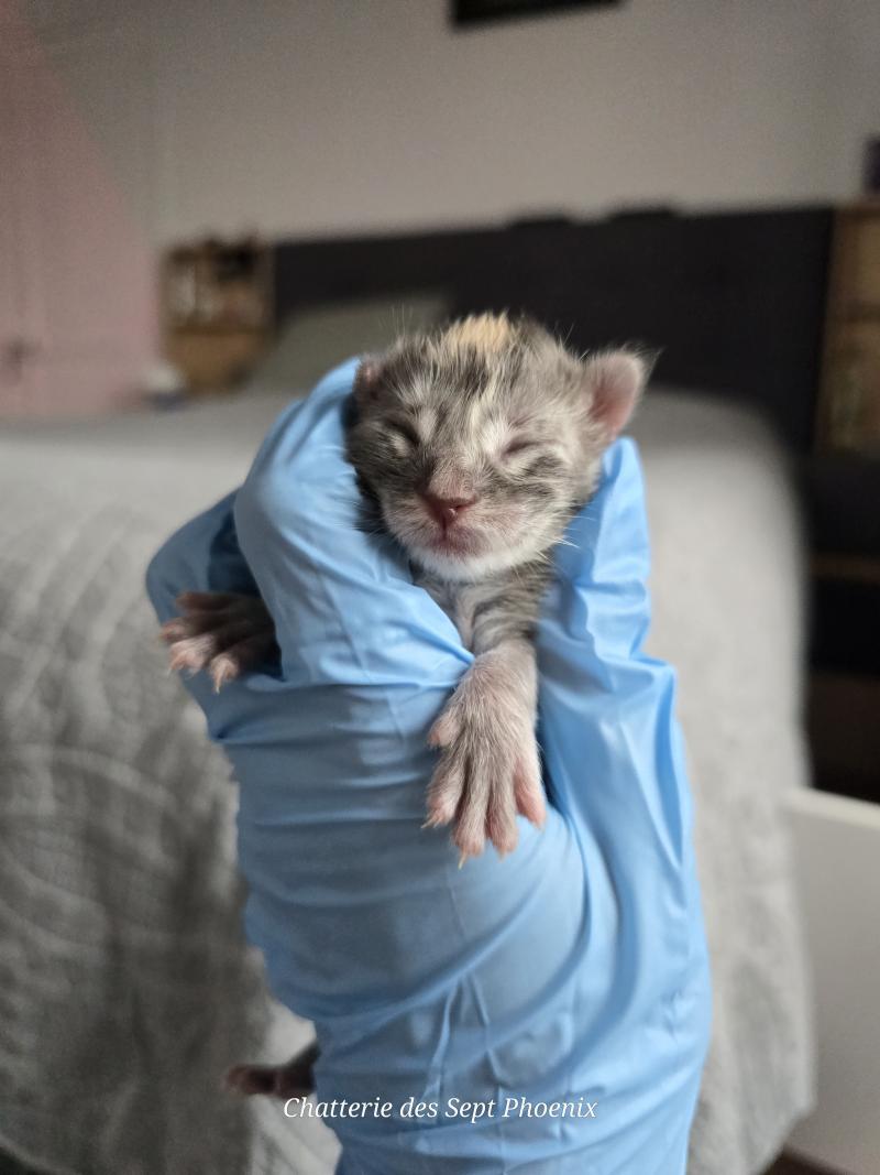 Bluebell Des Sept Phoenix Femelle Maine coon