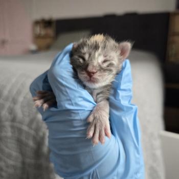 chaton Maine coon blue tortie silver blotched tabby Bluebell Chatterie des Sept Phoenix