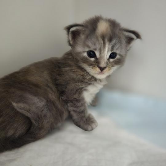 Bluebell Des Sept Phoenix Femelle Maine coon