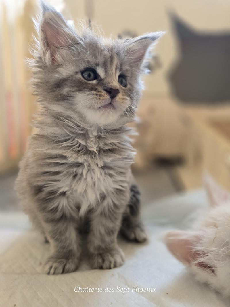 Bluebell Des Sept Phoenix Femelle Maine coon