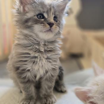 chaton Maine coon blue tortie silver mackerel tabby Bluebell Chatterie des Sept Phoenix